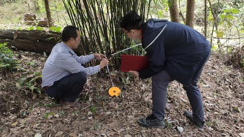 Khảo sát giống cây Sặt gai ở Trạm Tấu