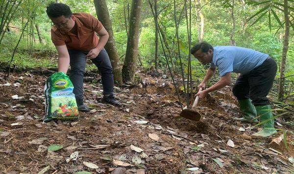 Chăm sóc cây Sặt gai Trạm Tấu